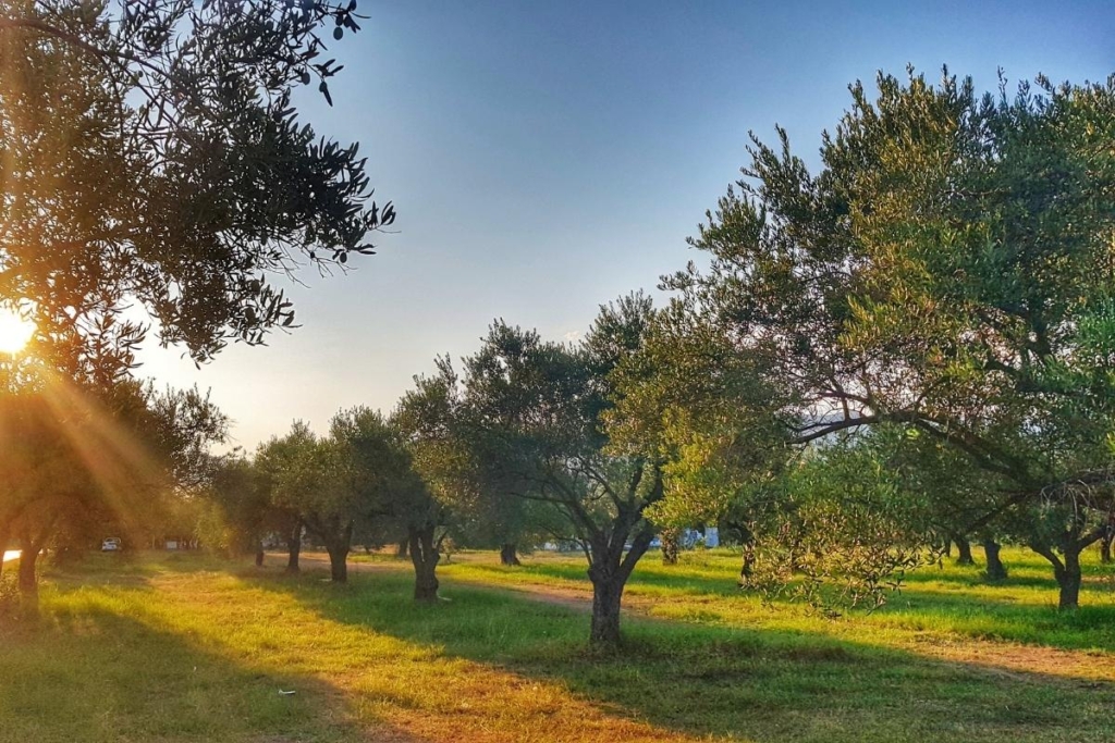 Zeytinlik alırken nelere dikkat edilmeli?