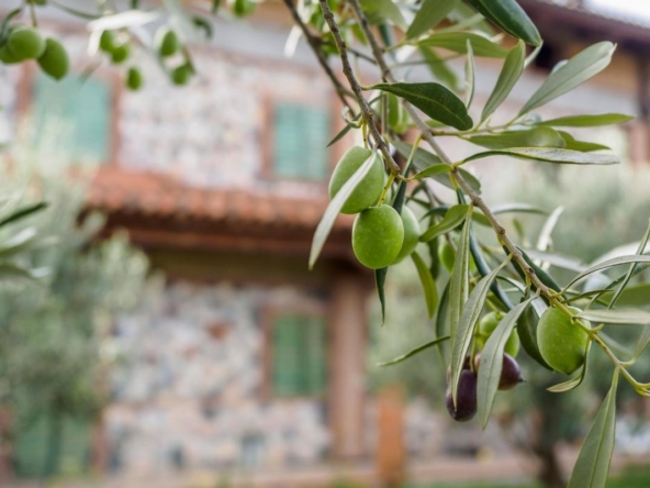 Zeytinlik alırken nelere dikkat edilmeli?