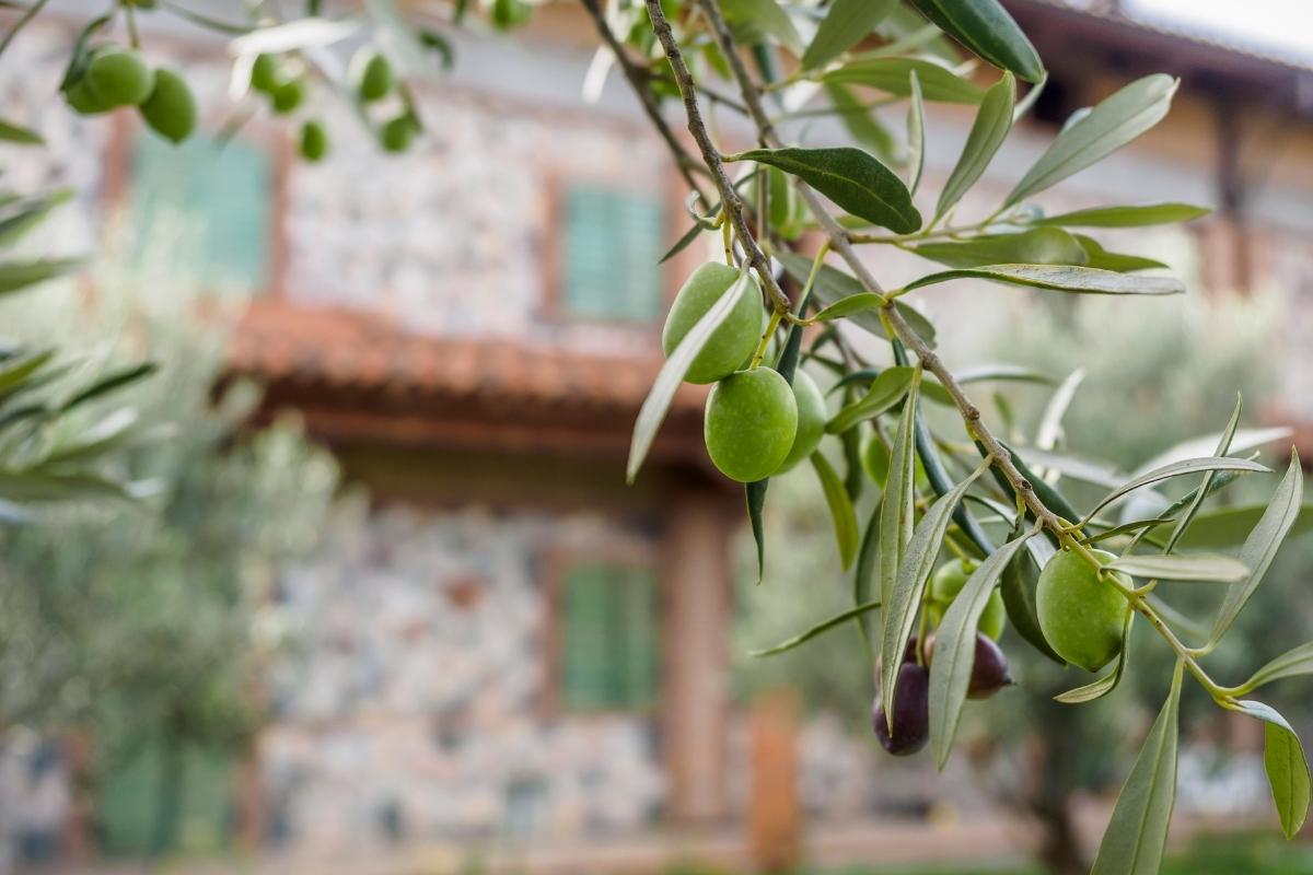 Zeytinlik alırken nelere dikkat edilmeli?